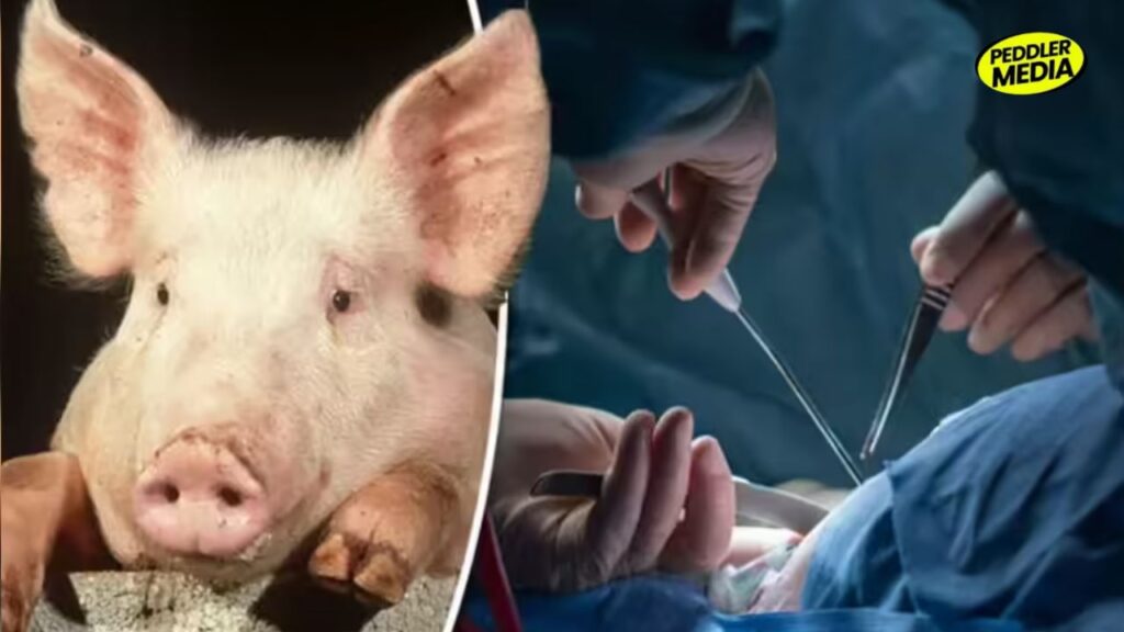 Genetically modified mini pig and 3D bioprinting technology for organ transplant