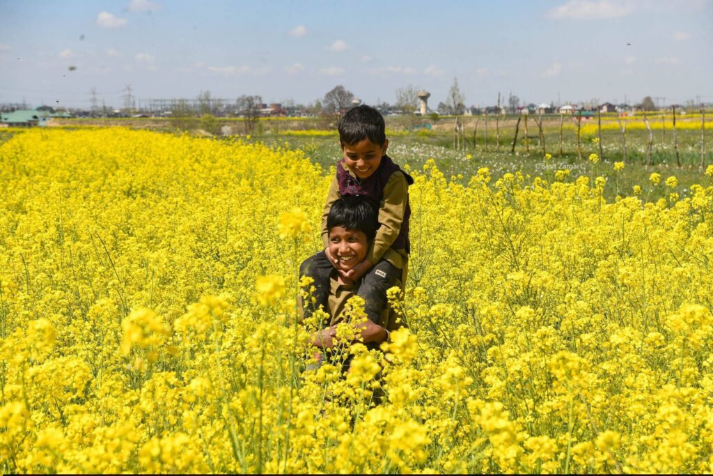 Yellow mustard fields of Haryana during Sakraat season