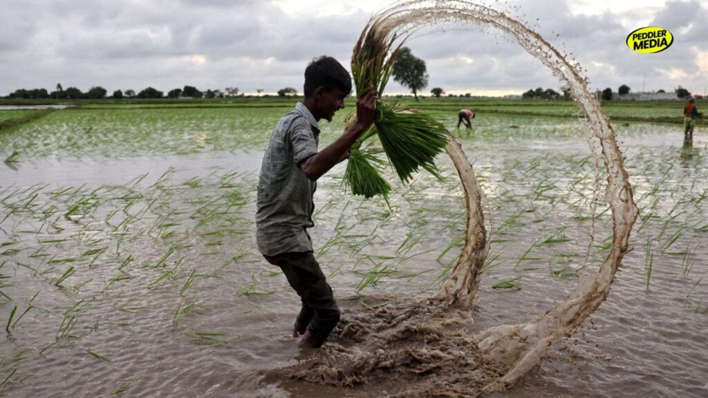 A farmer washing mud off fresh green rice saplings creating a water splash loop in a flooded paddy field during Haryana in monsoon.
