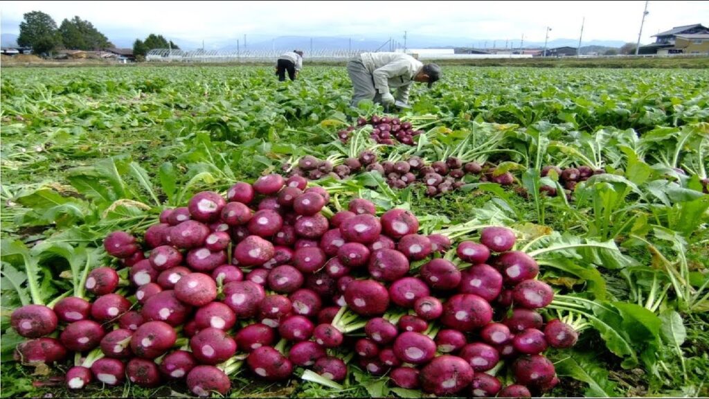 Nuh Farmers Are Growing Colorful Japanese Radish